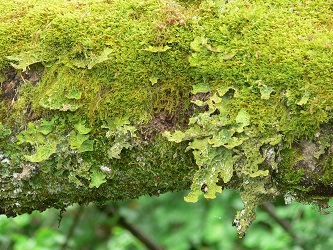Photo showing epiphytes on branch