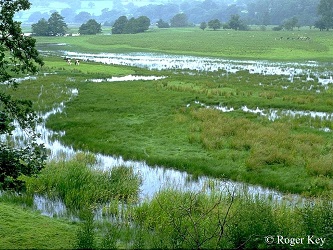 Photo showing undisturbed fluctuating marsh