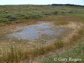 Photo showing undisturbed fluctuating marsh