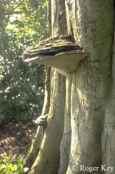 Photo showing fungal fruiting bodies on a tree trunk