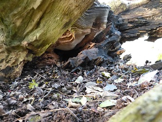 Photo showing fungal fruiting bodies on the base of a tree trunk