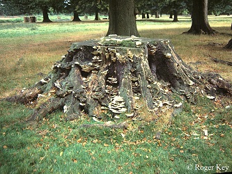 Photo showing fungal fruiting bodies on a tree stump