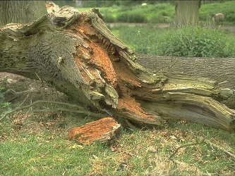 Photo showing heartwood decay