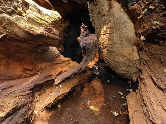 Photo showing decay under loose bark