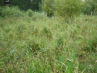 Photo showing reedfen