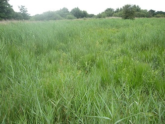 Photo showing reedfen