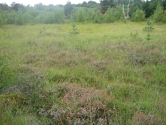 Photo showing Sphagnum bog