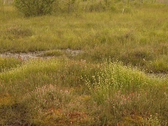 Photo showing Sphagnum bog