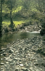 Photo showing a river margin