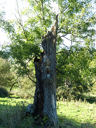 Photo showing decaying tree in wood pasture