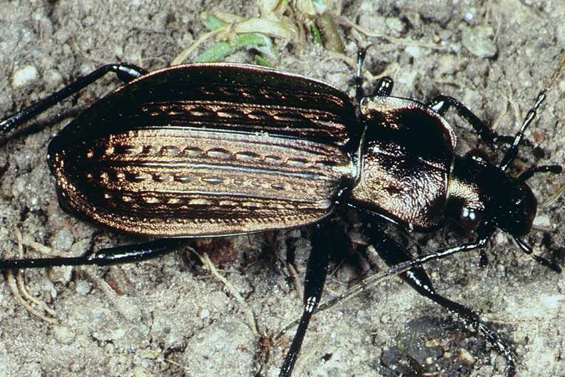 Carabus granulatus (a ground beetle)